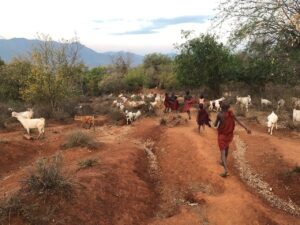 According to official statistics, more than 3,000 Maasai have so far been relocated from Loliondo to Msomera (about 600 km away) along with their livestock due to this operation.