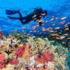 Egypt’s coral reefs endangered due to climate change