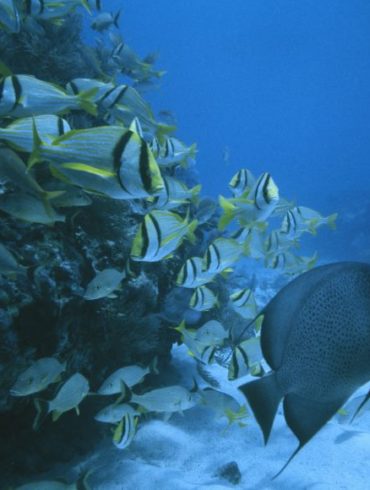 The plans call for one fifth of degraded marine ecosystems to be restored