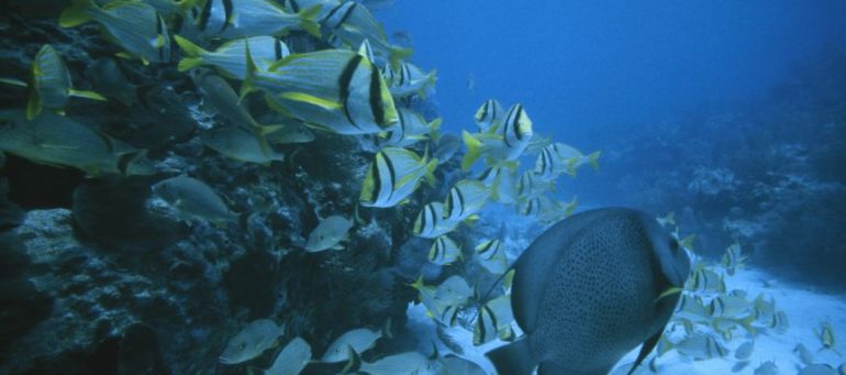 The plans call for one fifth of degraded marine ecosystems to be restored